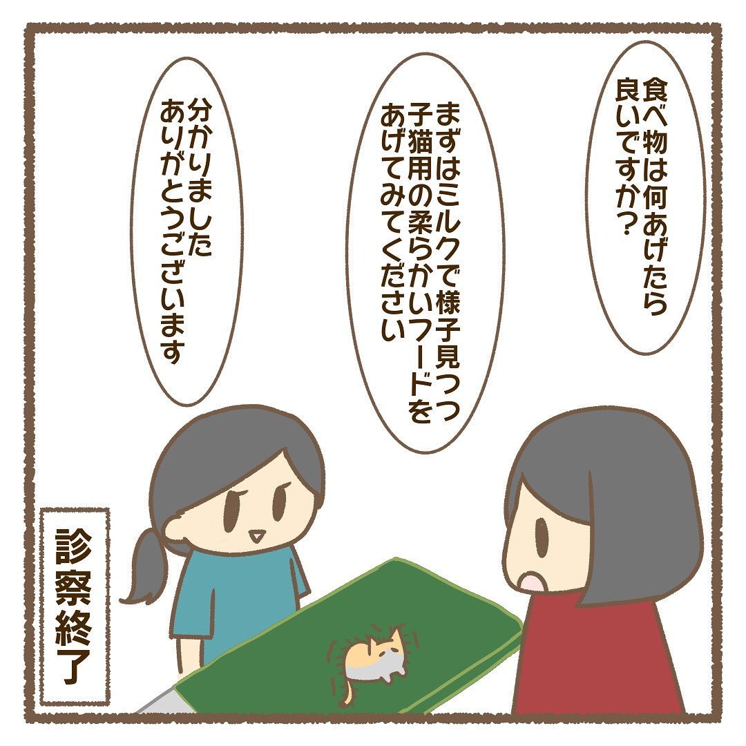 猫　診察終了　漫画