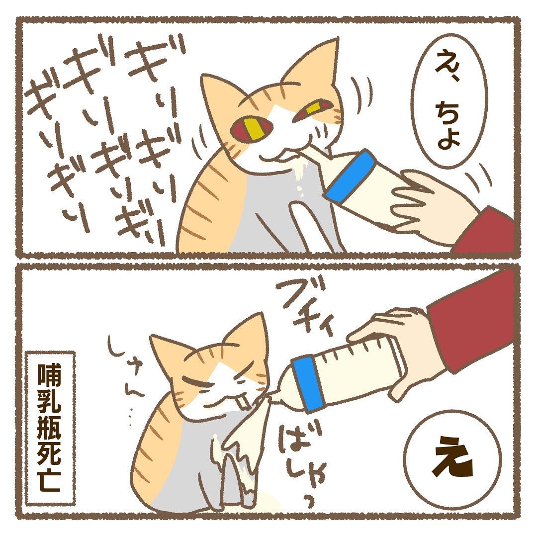 猫　哺乳瓶　漫画