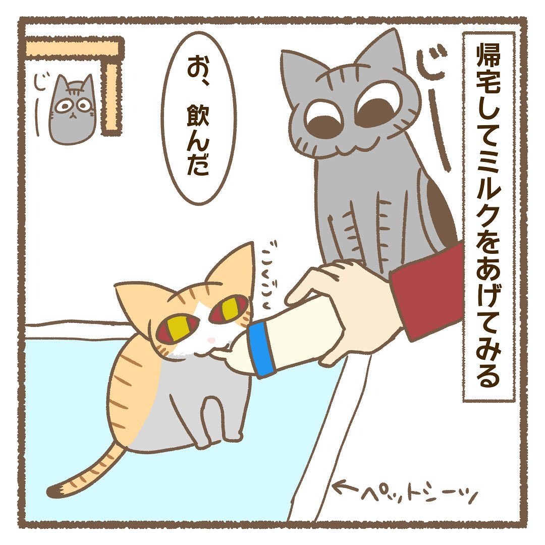 猫　飲む　漫画