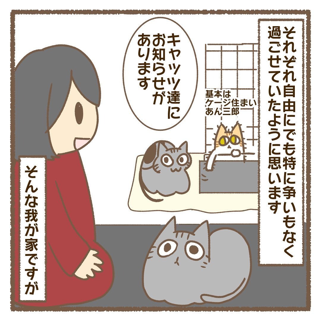 猫　お知らせ　漫画