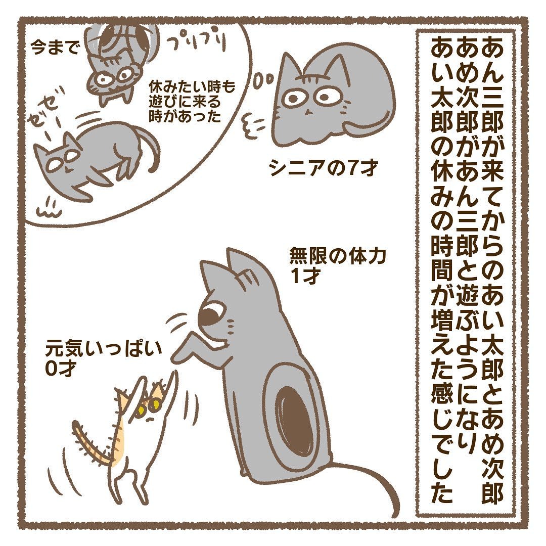 猫　シニア　漫画