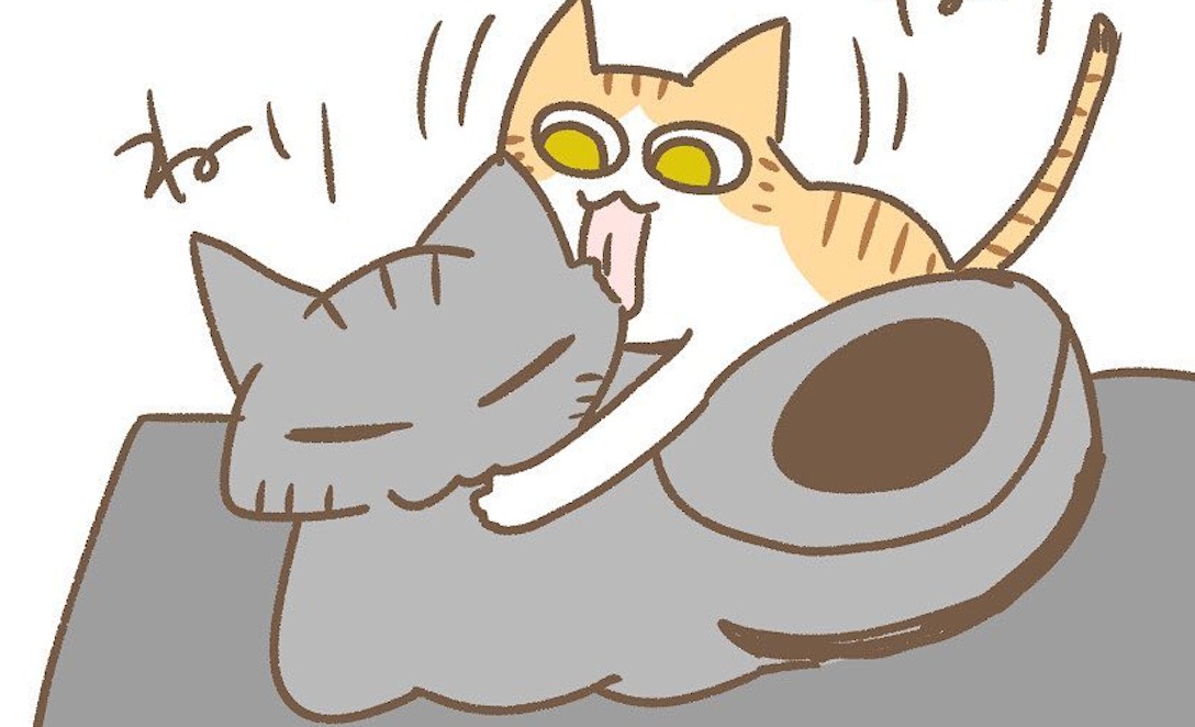 【漫画】第73話：大好き♡同居猫ちゃんに付いて回るニャンコが面白い！【あん三郎ちゃん】