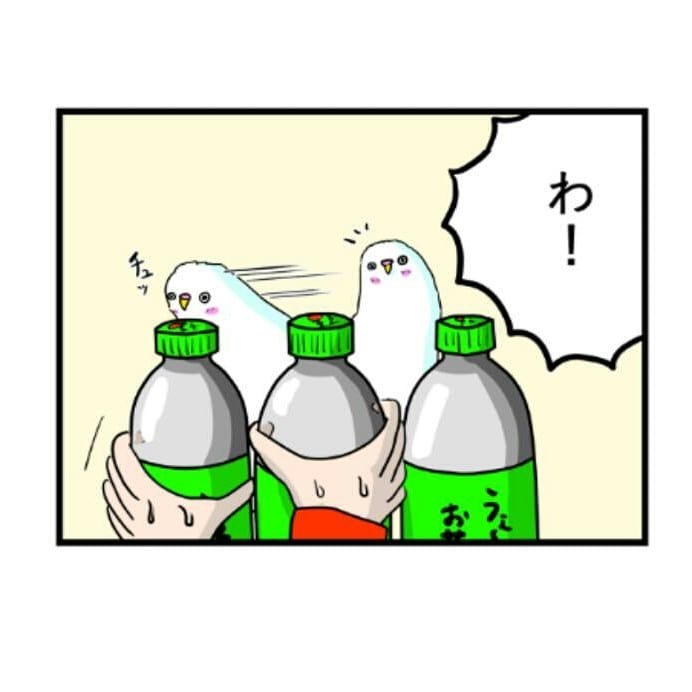 インコ　ペットボトル　漫画