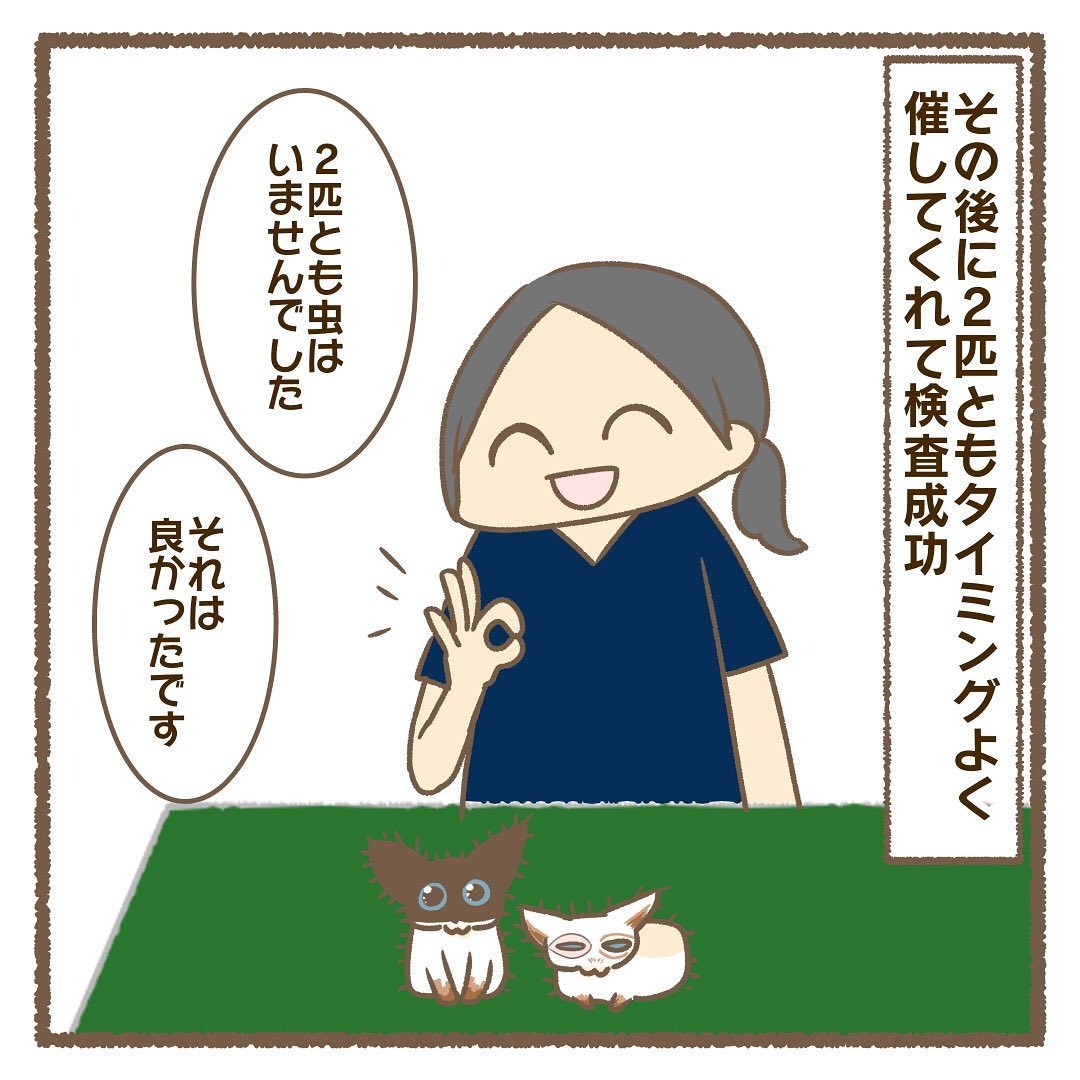 猫　検査成功　漫画