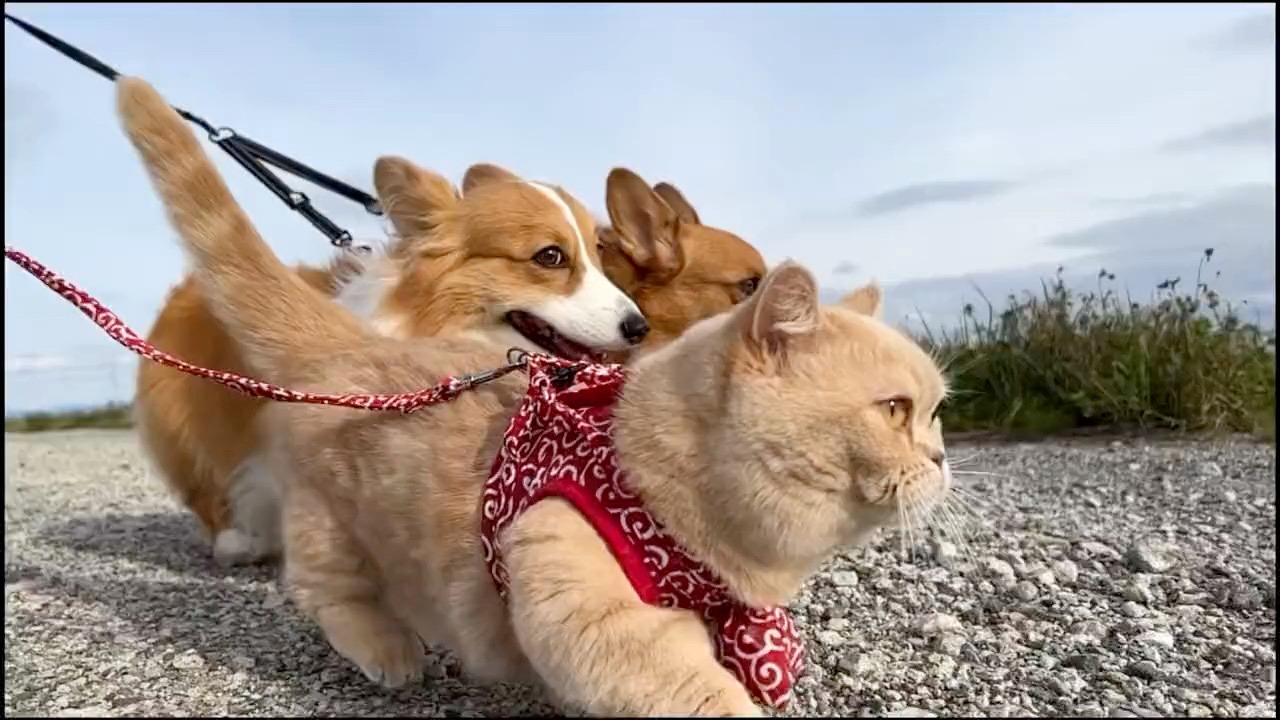 犬と猫　散歩