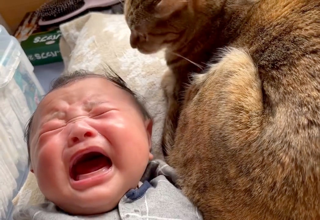 猫　赤ちゃん　泣く
