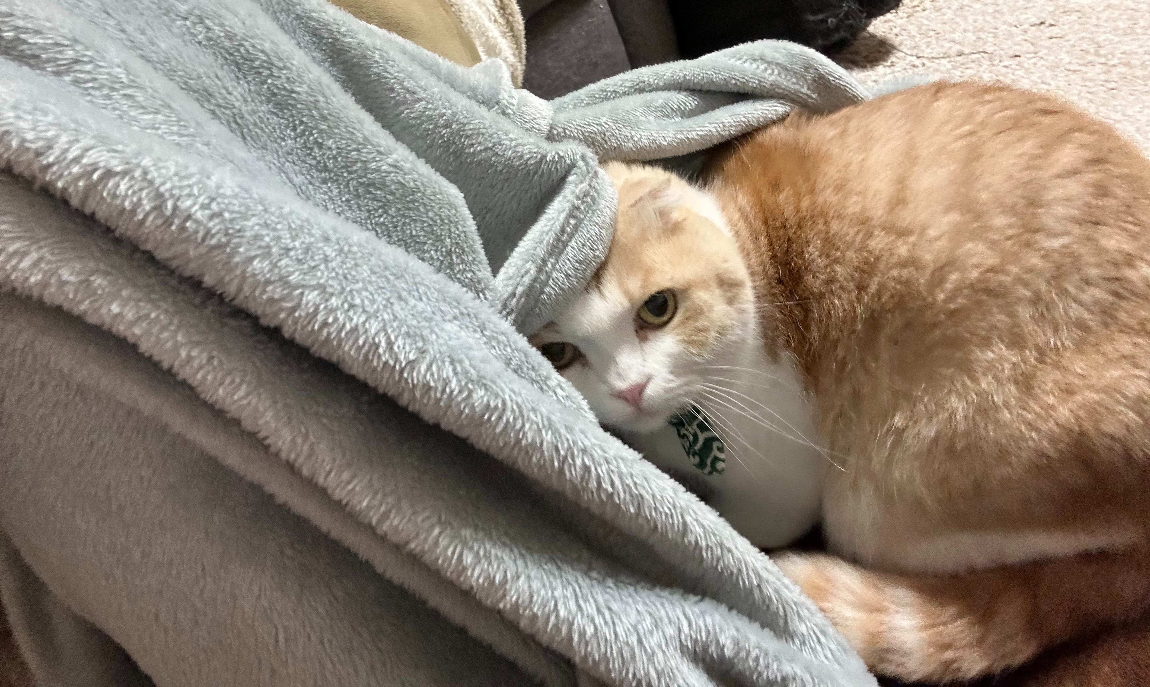 猫　毛布