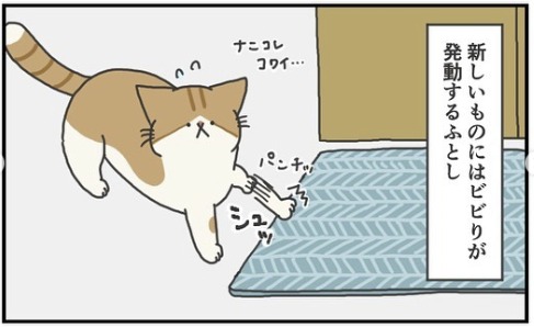 猫　警戒　漫画