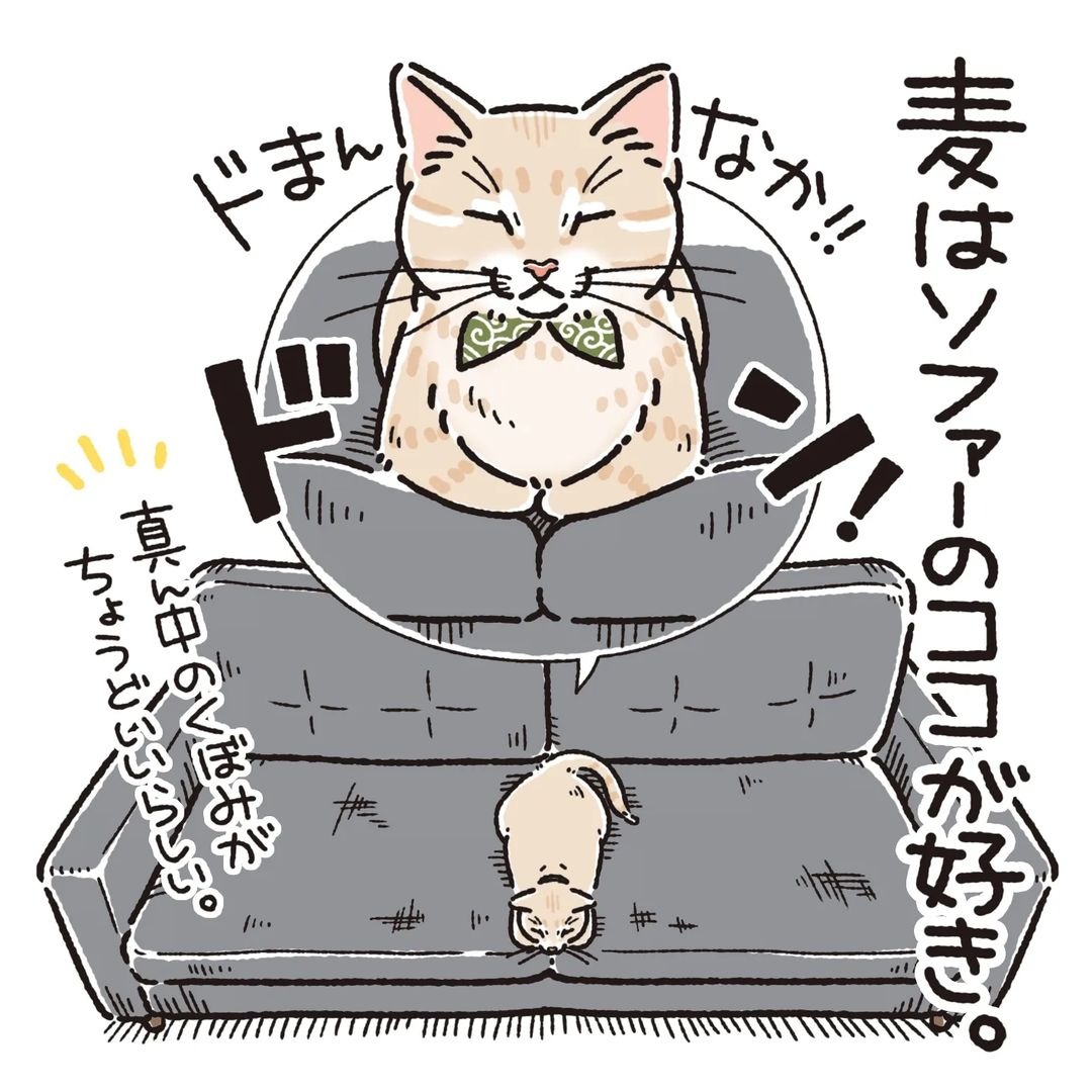 猫　ソファー　漫画