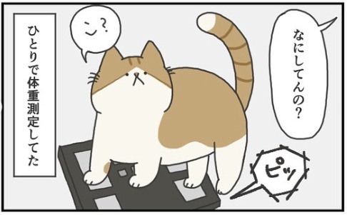 猫　体重測定　漫画