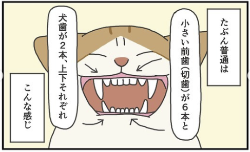 猫　前歯　漫画