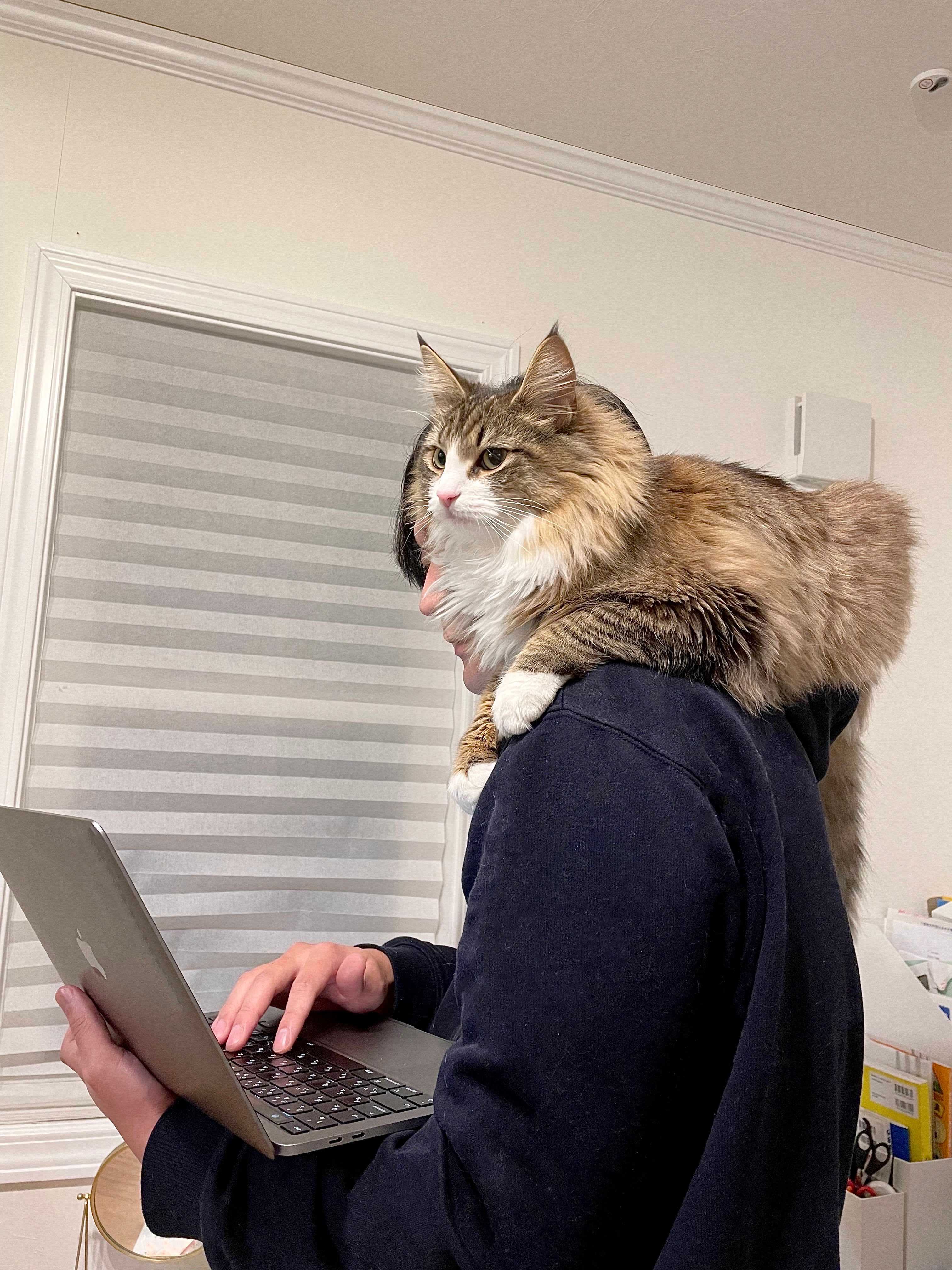 猫　肩の上