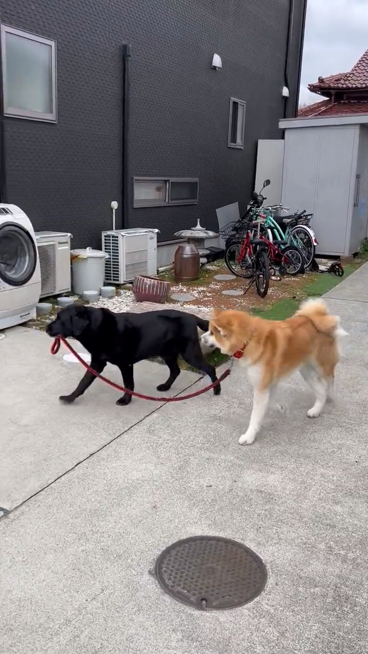 犬と犬　散歩