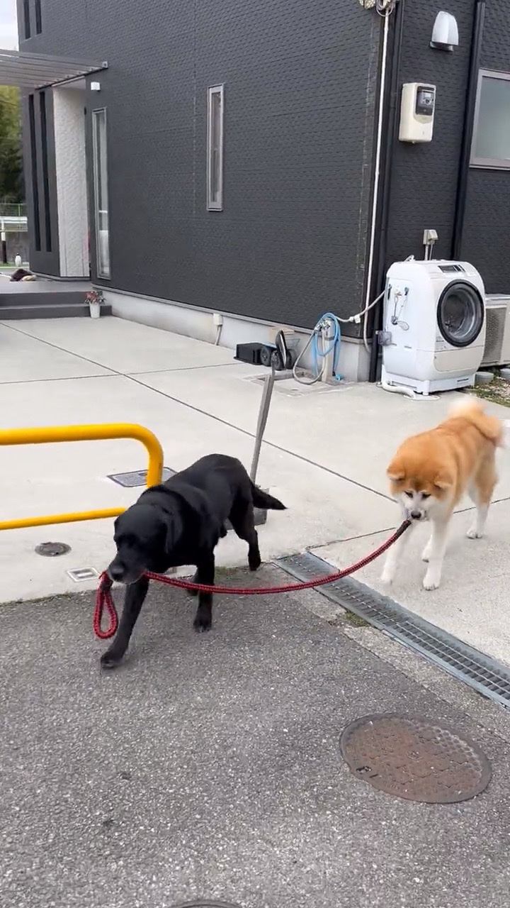 犬と犬　散歩