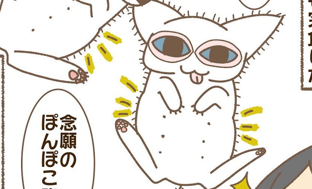 【漫画】第99話：やっと食べた♡ご飯を完食できた子猫のお腹が超可愛い【ちゃん五郎ちゃん】