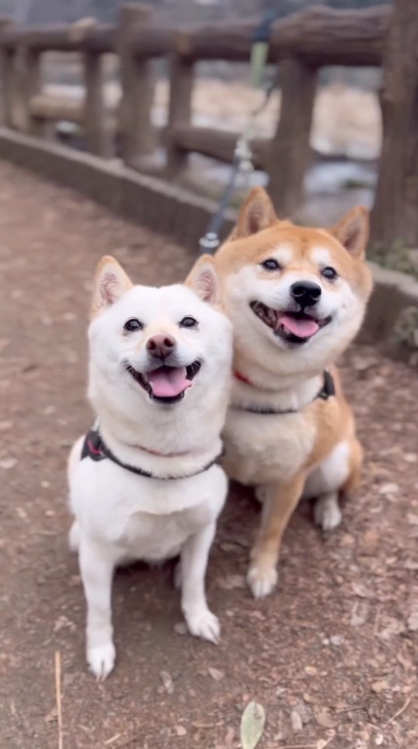 犬　夫婦で顔を寄せ合う　笑顔