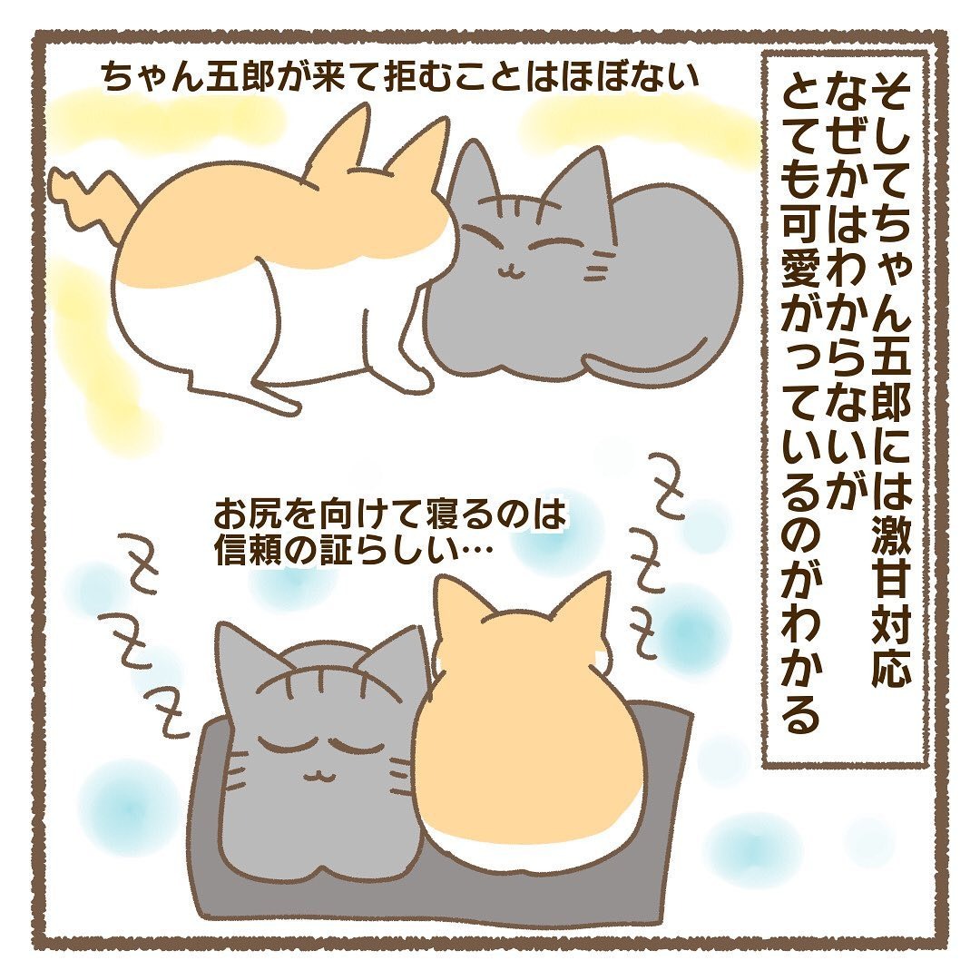 猫　可愛がる　漫画