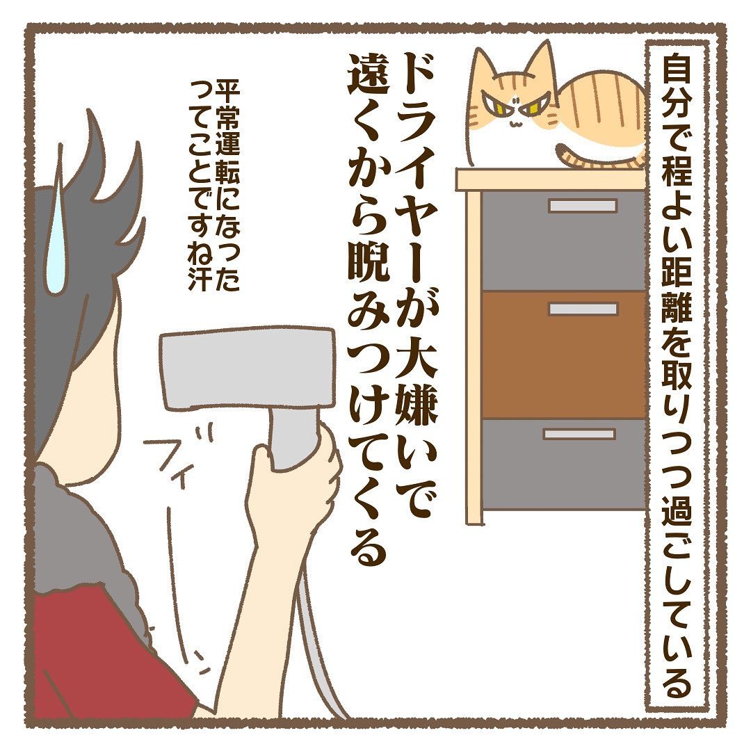 猫　ドライヤー　漫画