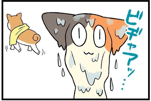 【漫画】第245話：バチが当たった？お風呂を見物してたら自分も濡れちゃった猫さん【たんぽぽちゃん】