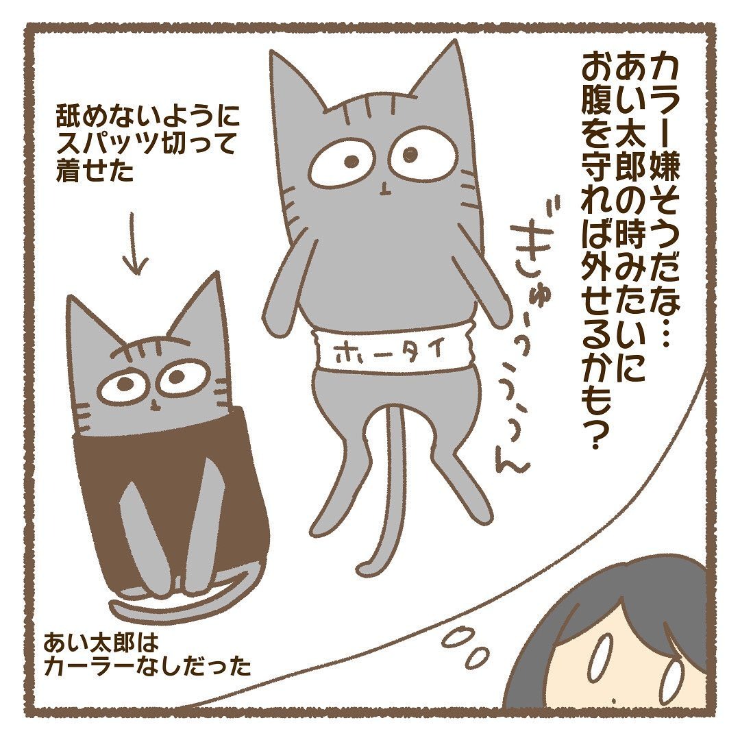 猫　包帯　漫画