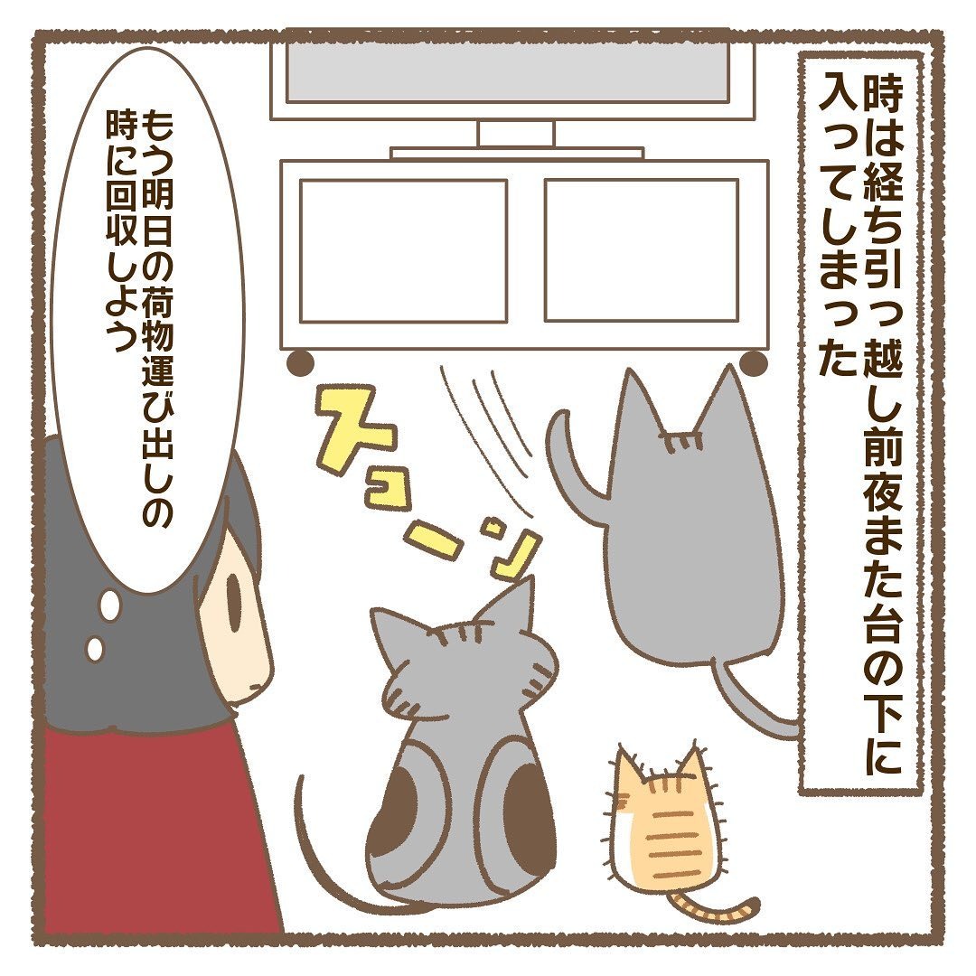 猫　遊ぶ　漫画