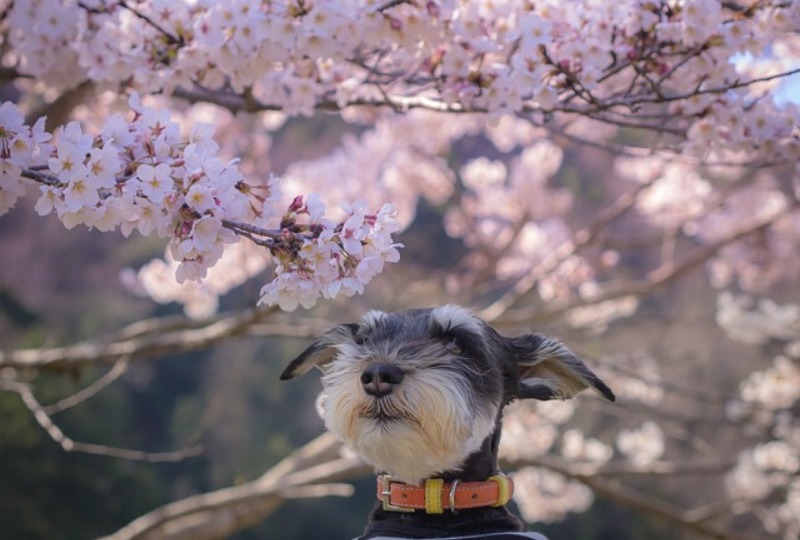 【2023年】犬と行けるお花見スポット20選！愛犬と桜を写せる絶景ポイントも【関東】
