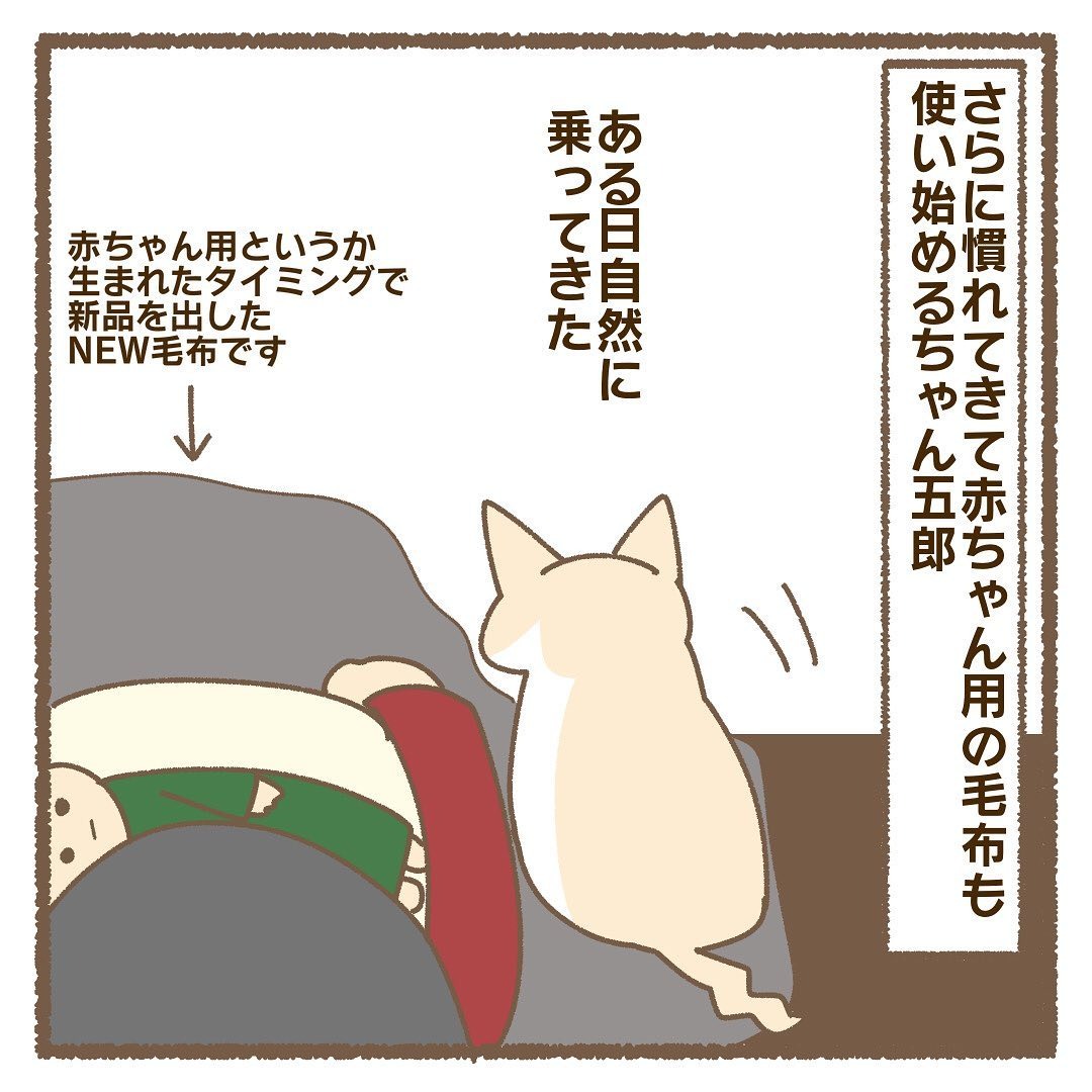 猫　毛布　漫画