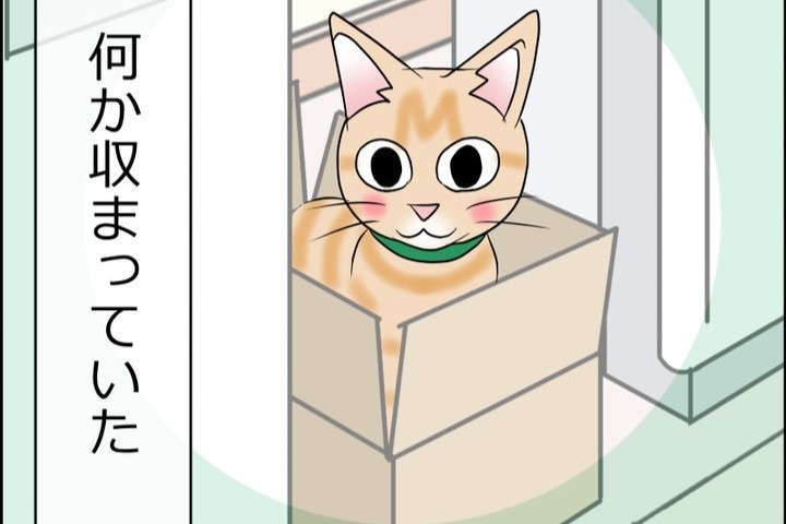 【漫画】第12話：“ちんまり”感が可愛すぎ♡小さな箱に収まってご機嫌なニャンコ【まるくん】