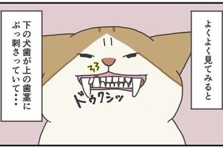 【漫画】第116話：「ドゥクシッ！」下の犬歯が歯茎に突き刺さってお口が大変なことに！？【ふとしくん】