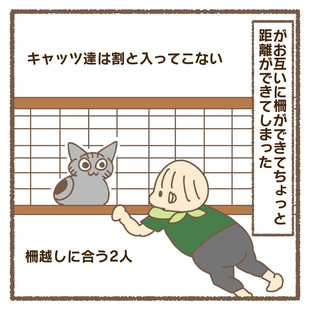 猫　柵越し　漫画