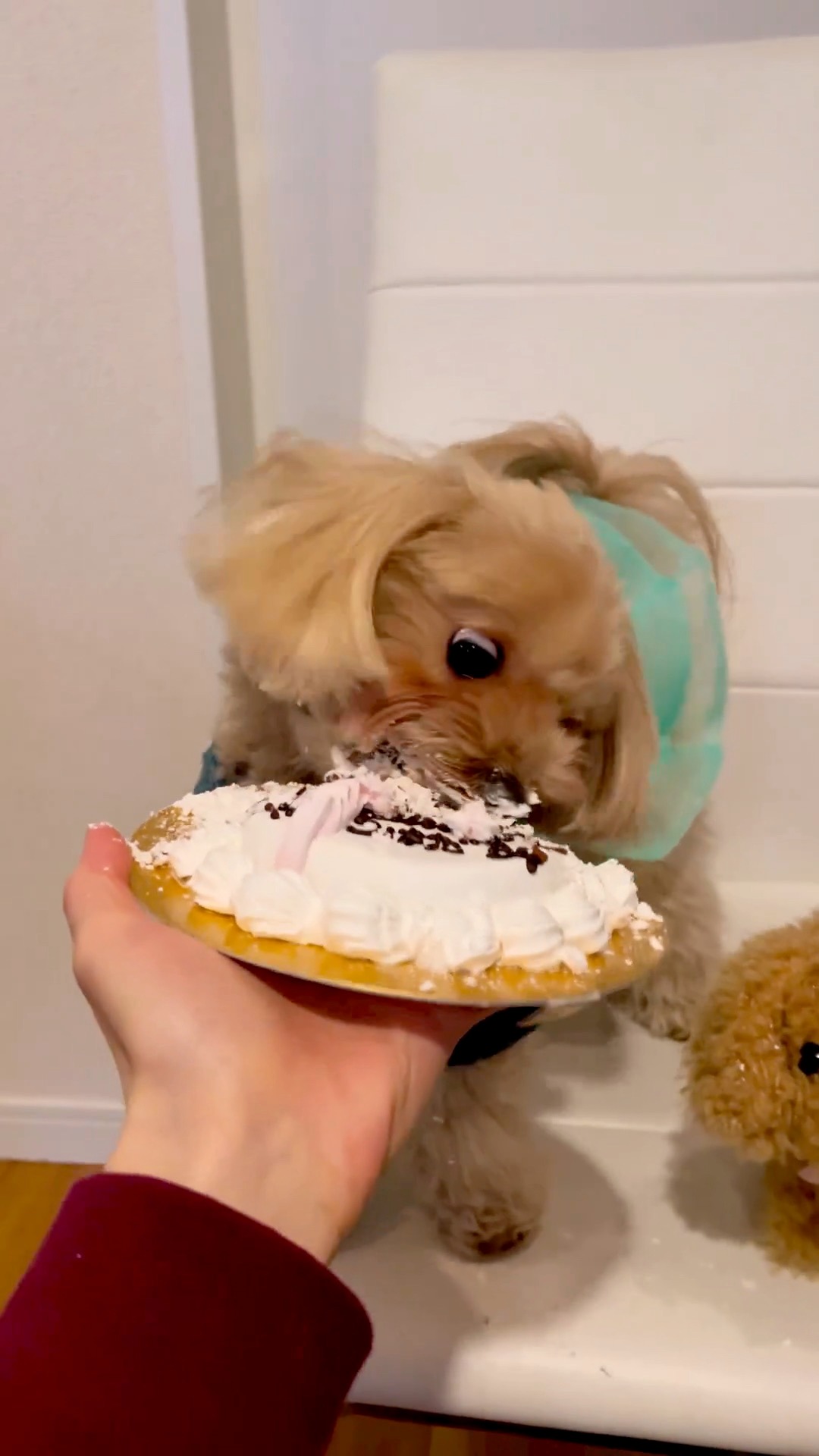 犬　ケーキ