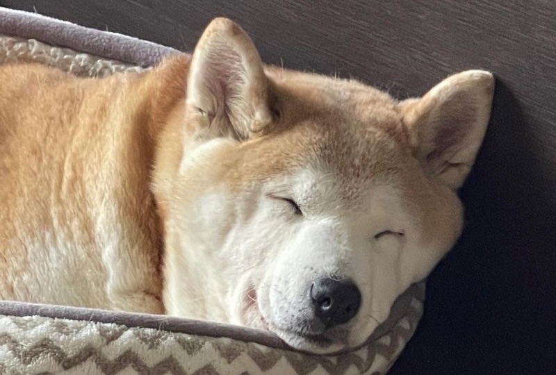 幸せそうな寝顔にほっこり♡“ニッコリ笑顔”を浮かべながらお昼寝する柴犬さんが癒しすぎ