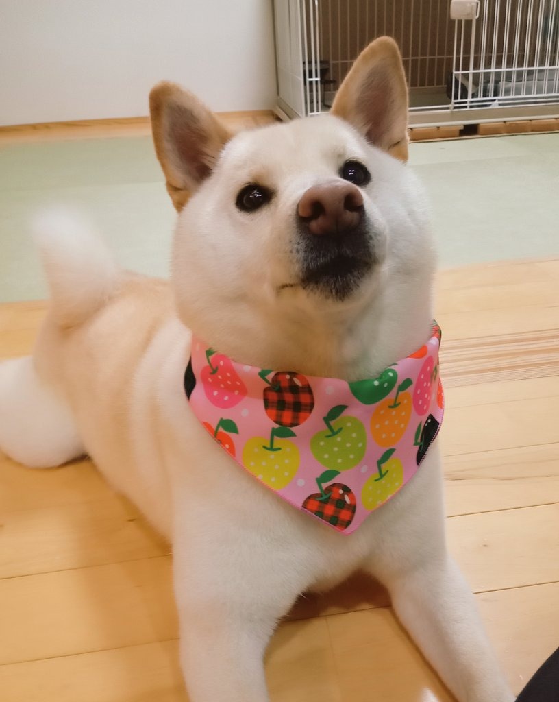 犬　スカーフ