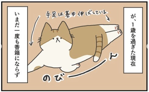 猫　香箱　漫画