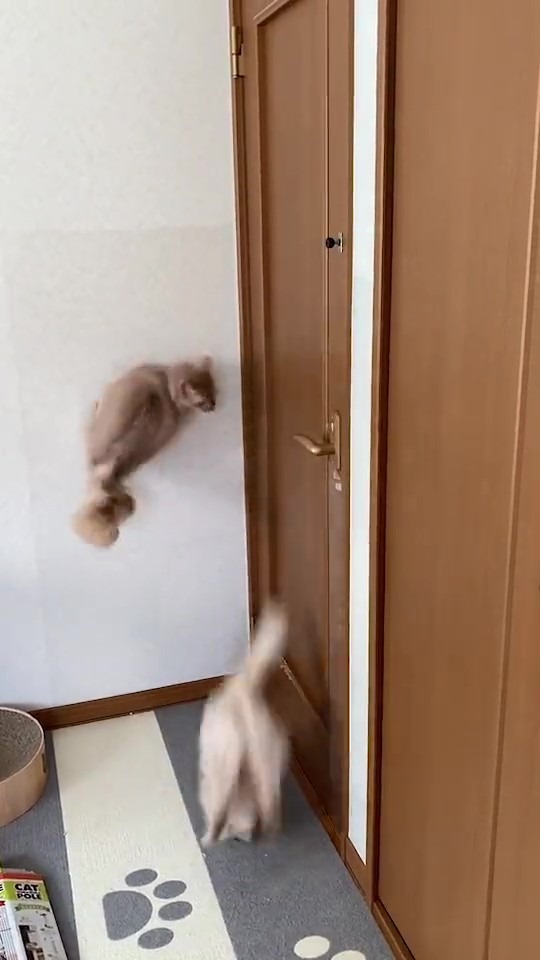 猫　ジャンプ