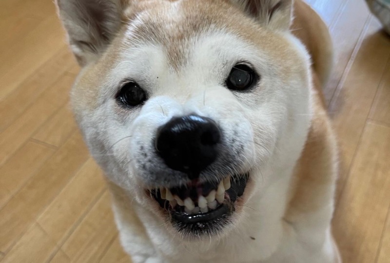 歯茎をむき出しにして「イー！」柴犬さんのおもしろ可愛い“オコ顔”に笑っちゃう♪