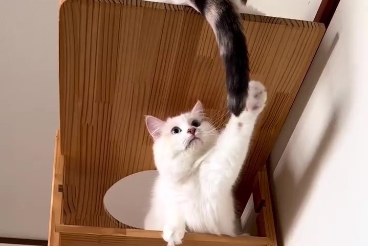 「お姉ちゃんのしっぽに届いたニャ！」タワーの登り方を試行錯誤する猫くんにクスッ
