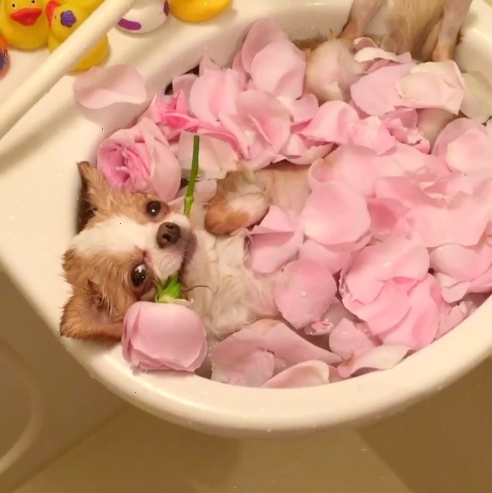 犬　薔薇風呂