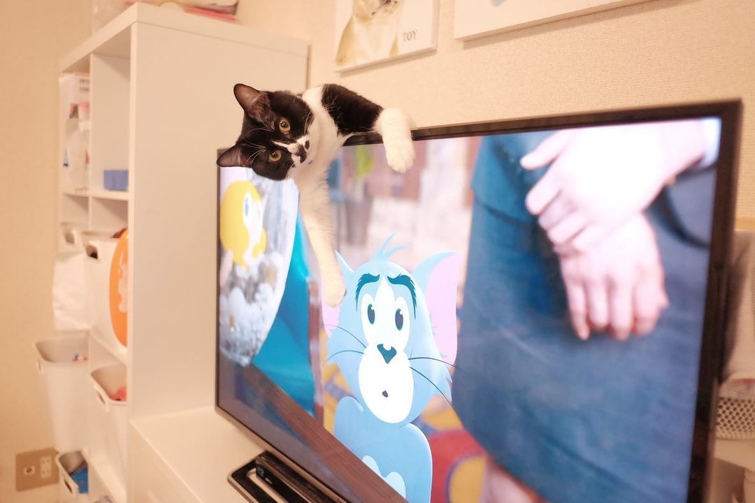 猫　テレビの上から顔を出す