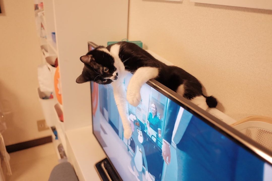 猫　テレビの中の猫を凝視