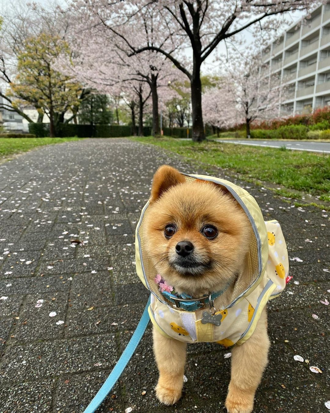 犬　ひよこのカッパ