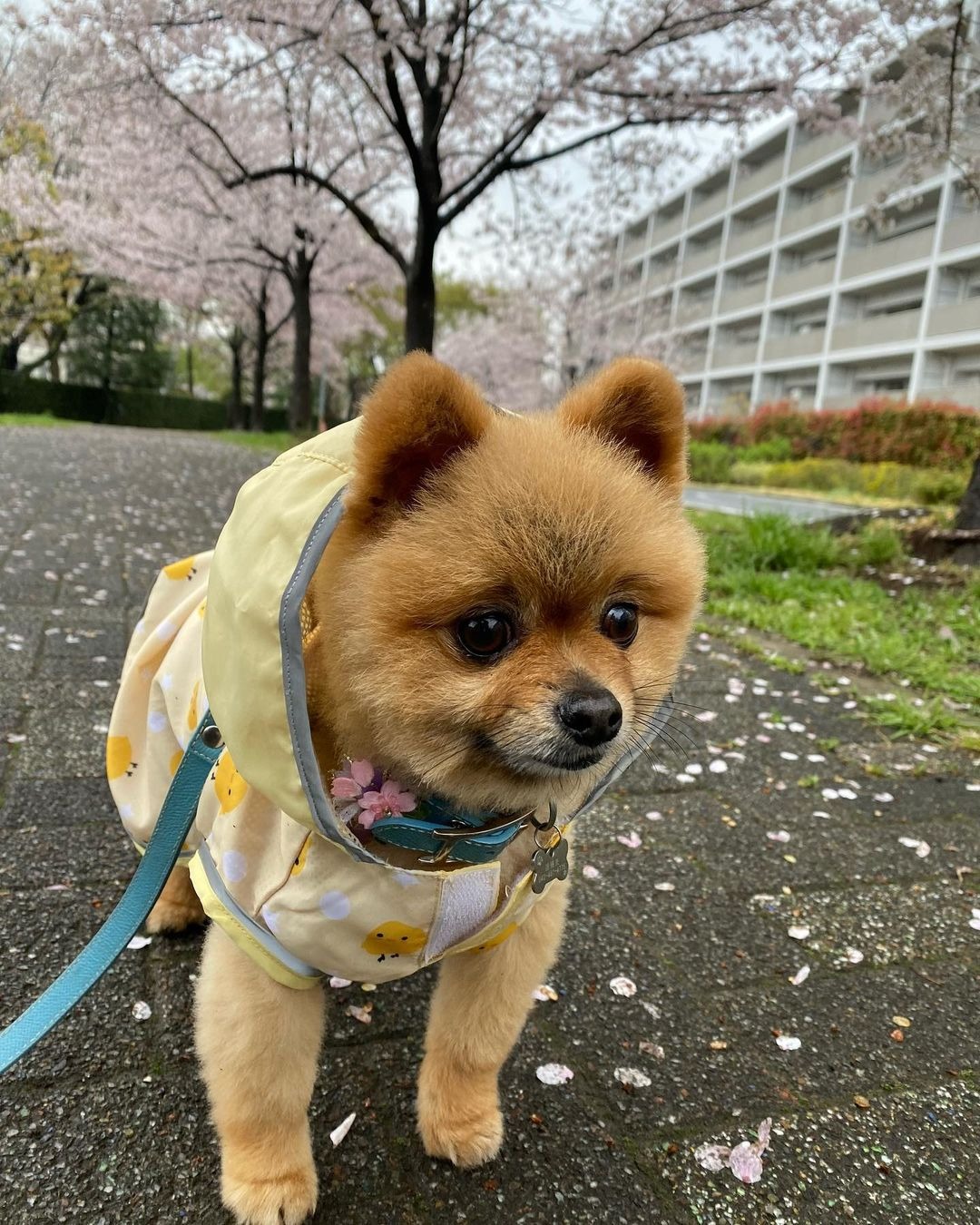 犬　桜の木の下