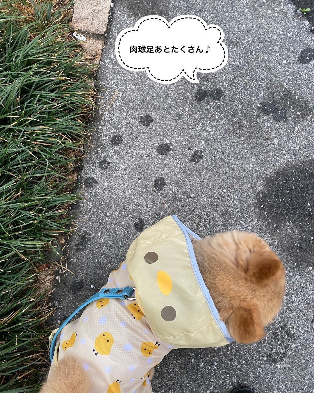 犬　肉球の跡