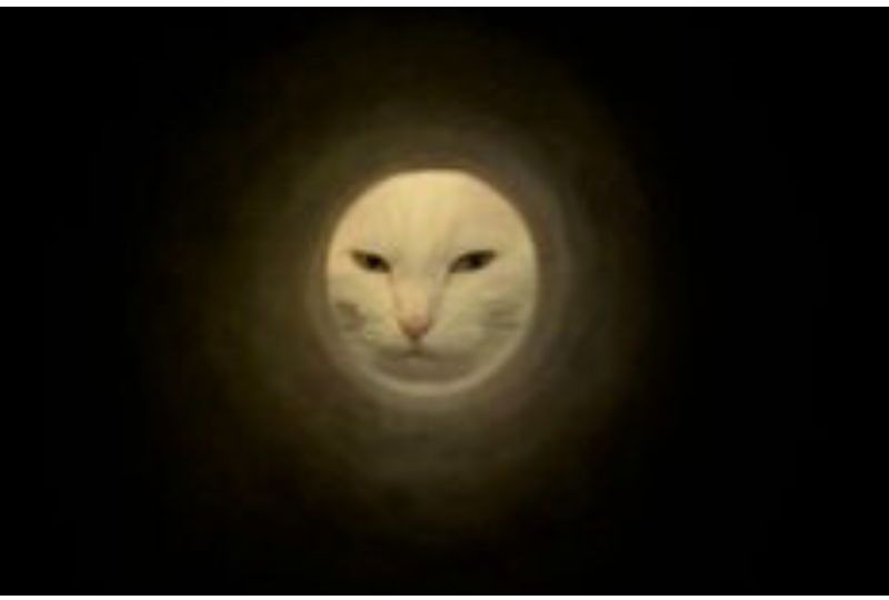 幻想的な"猫満月"にキュン♡ラップの芯越しに見える白猫さんのお顔が神々しい