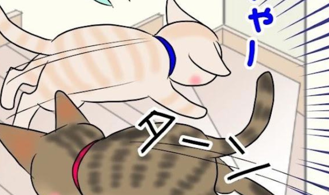 【漫画】第23話：今がチャンス！遊びに夢中の同居猫くんを狙うニャンコが面白い【麦くん】
