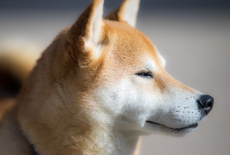 【2023年】Twitterの新アイコンは日本に住む柴犬？正体とおもしろ裏技をご紹介！