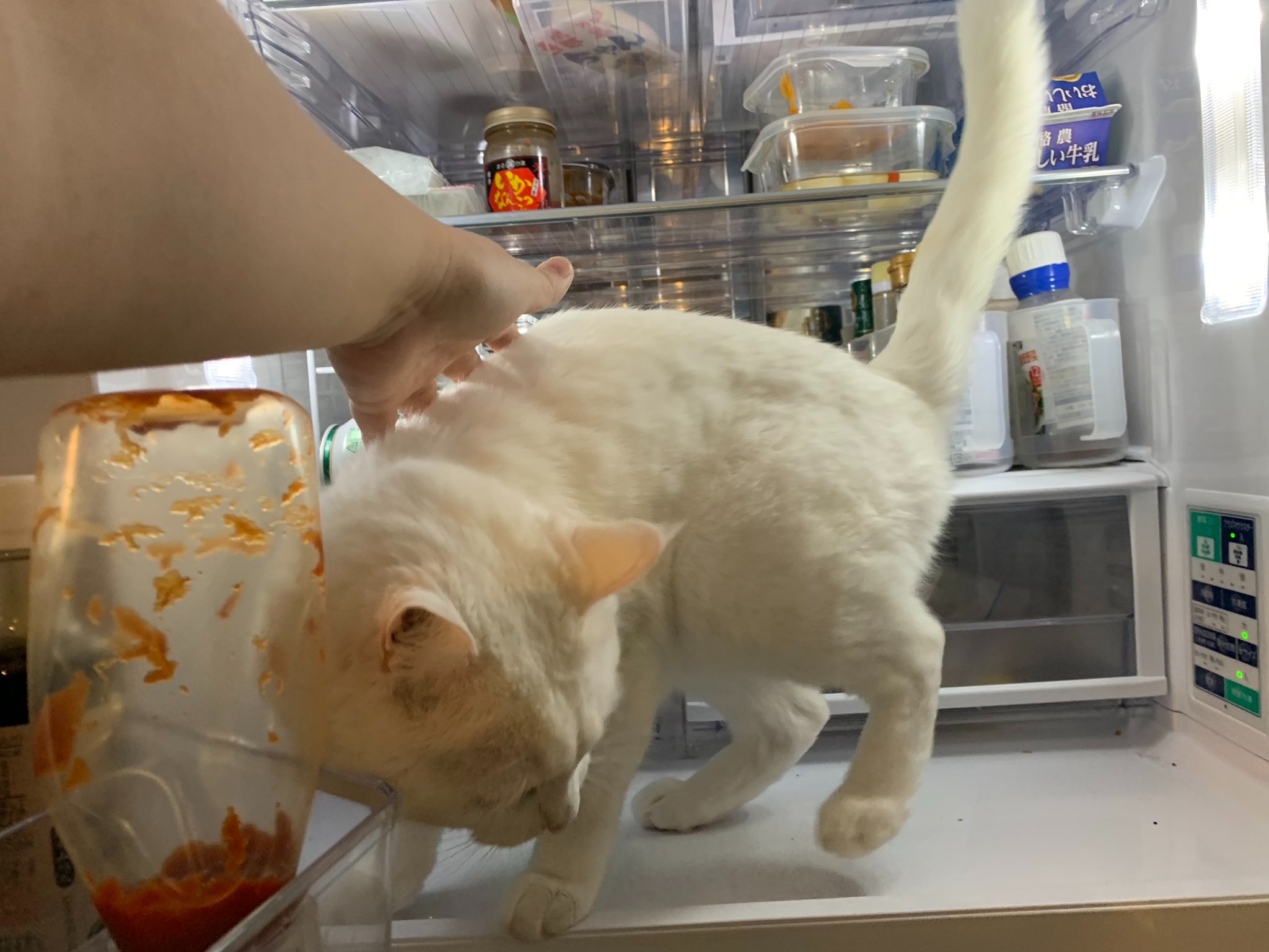 猫　冷蔵庫