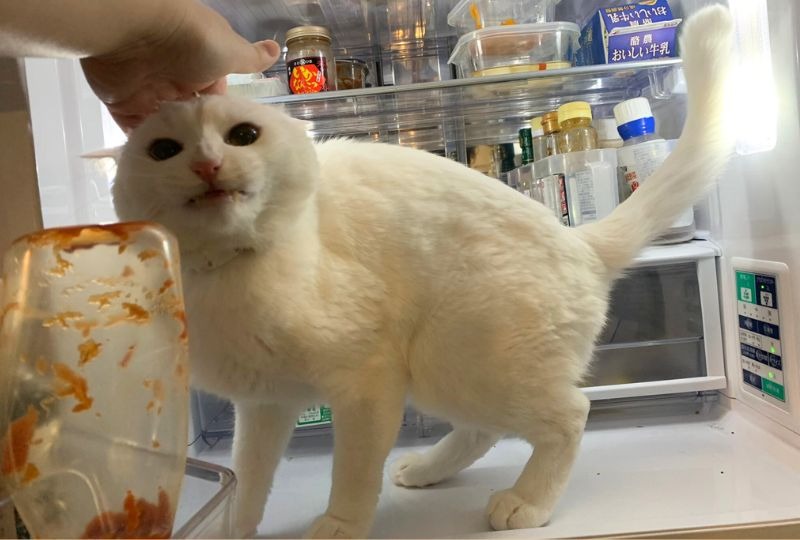 「ここにいたいニャ！」飼い主さんにかまってほしくて冷蔵庫に居座る白猫さんに爆笑