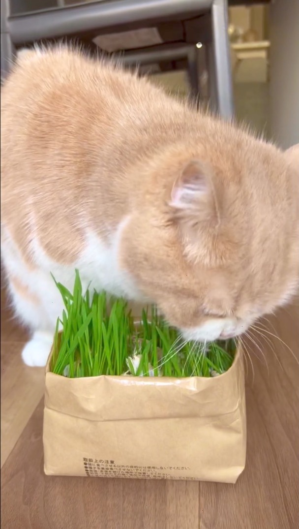 猫　猫草を食べ続ける