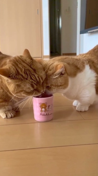 猫　一緒のコップで飲む